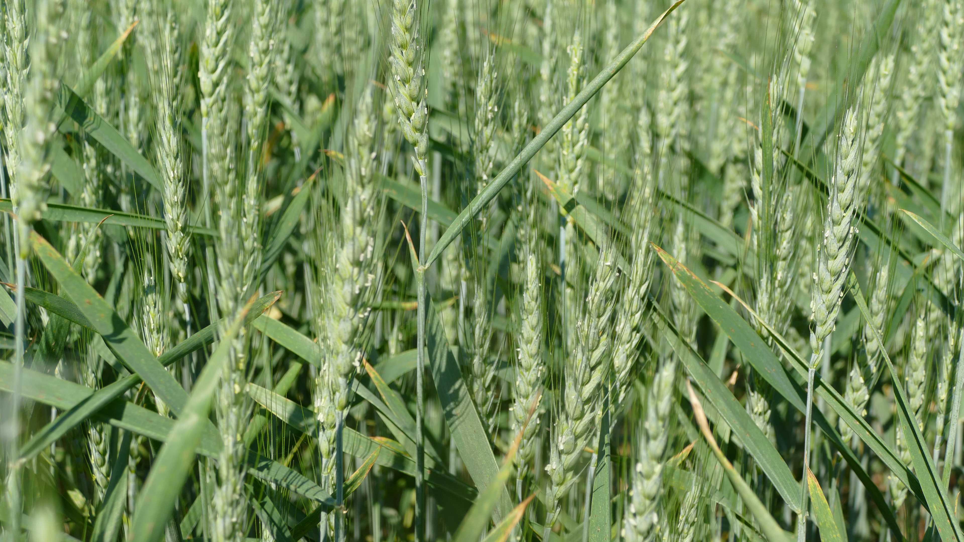 Wheat that is starting to flower.